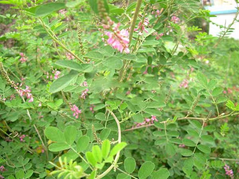 多花木兰种子护坡灌木种子蜜源植物抗寒抗旱