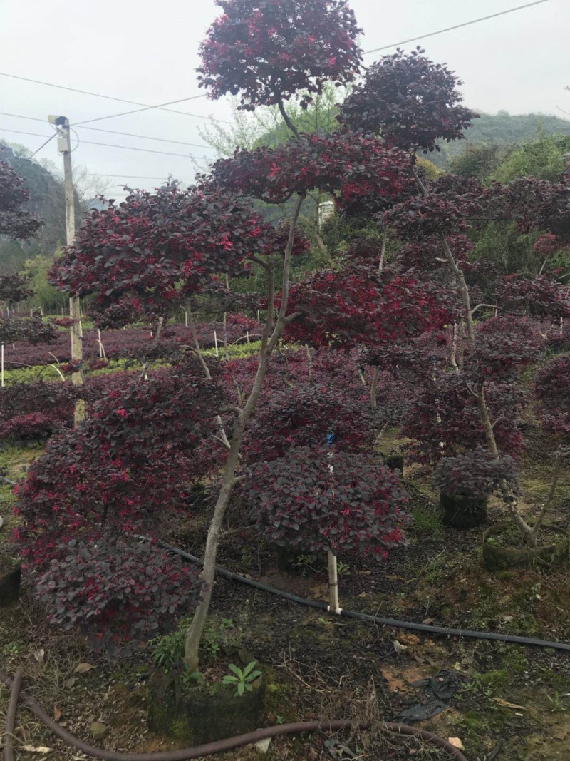 红继木造型柱子袋苗，规格高度2米左右，大量供应，面议详谈