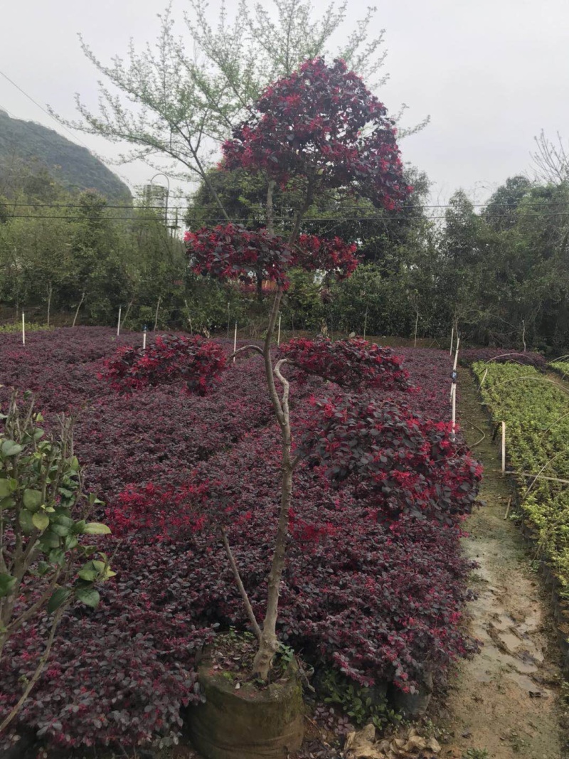 红继木造型柱子袋苗，规格高度2米左右，大量供应，面议详谈