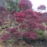 红继木造型柱子袋苗，规格高度2米左右，大量供应，面议详谈