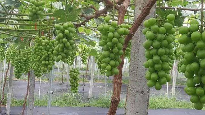 阳光玫瑰葡萄苗，品种苗，基地直销，包技术包成活