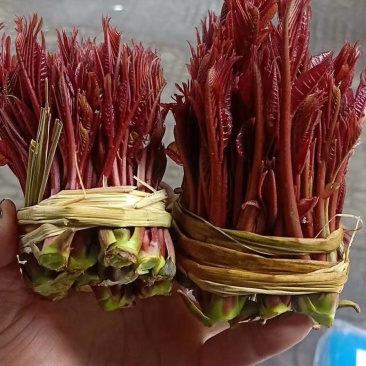 正宗大竹红香椿芽，欢迎网红代卖电商微商支持一件代发。