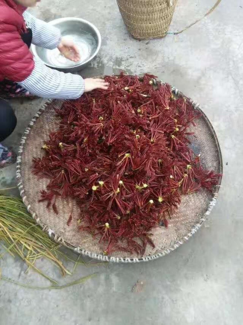 正宗大竹红香椿芽，欢迎网红代卖电商微商支持一件代发。