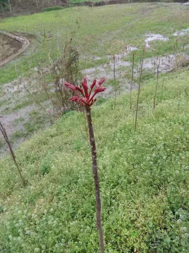 正宗大竹红香椿芽，欢迎网红代卖电商微商支持一件代发。