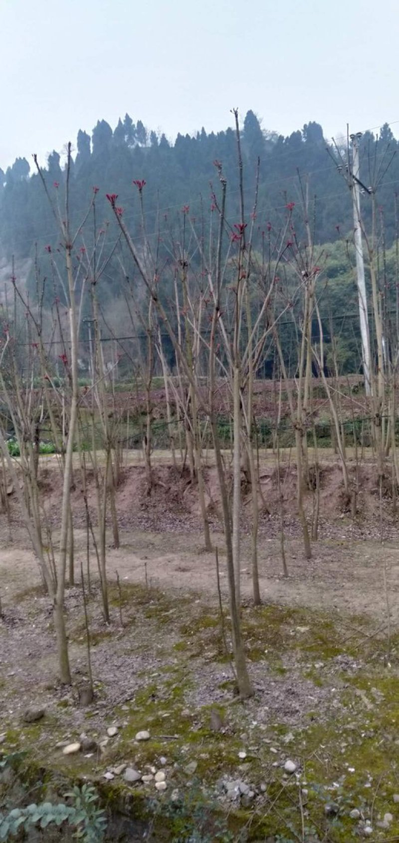 正宗大竹红香椿芽，欢迎网红代卖电商微商支持一件代发。