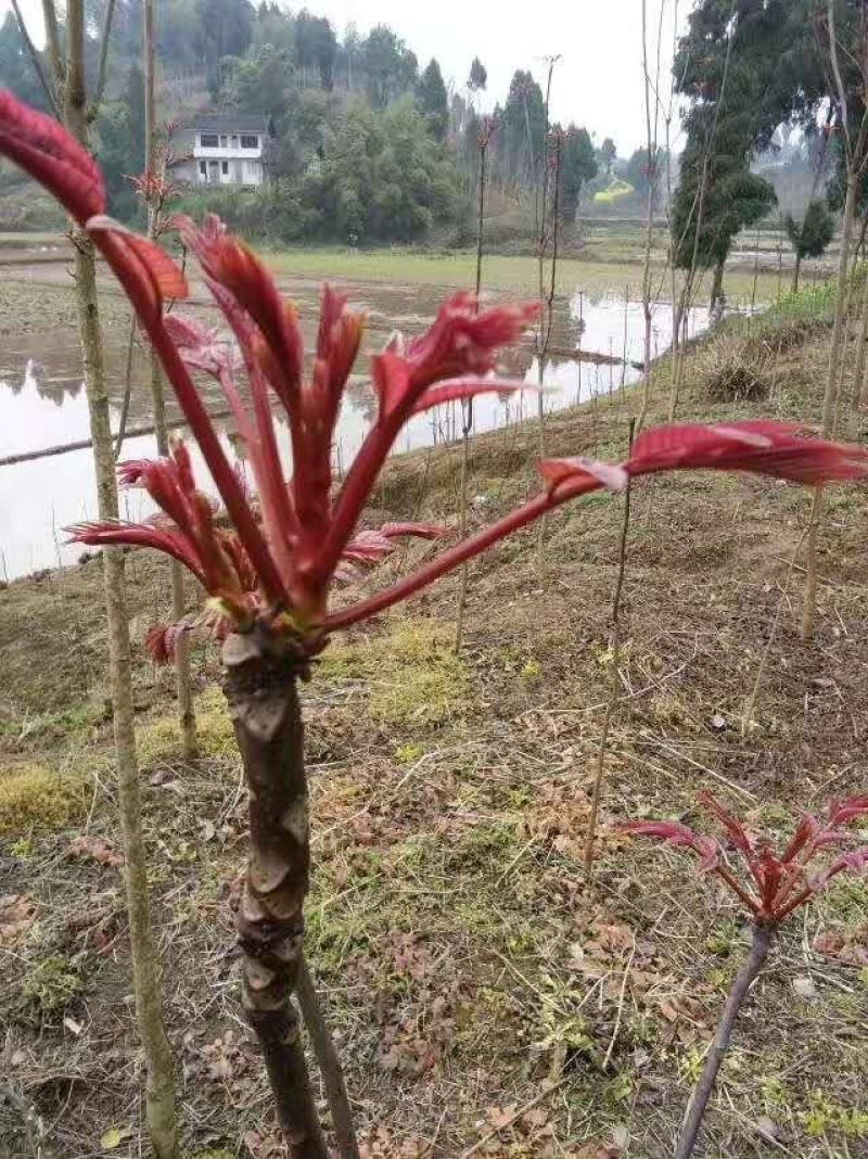 正宗大竹红香椿芽，欢迎网红代卖电商微商支持一件代发。
