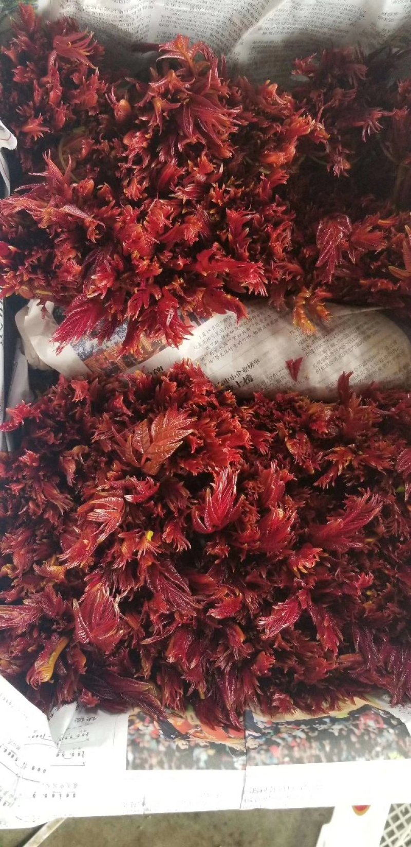 正宗大竹红香椿芽，欢迎网红代卖电商微商支持一件代发。