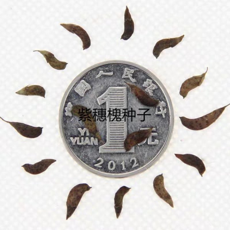 紫穗槐种子园林绿化边坡高速公路护坡固土灌木草籽草种子种籽