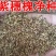 紫穗槐种子园林绿化边坡高速公路护坡固土灌木草籽草种子种籽