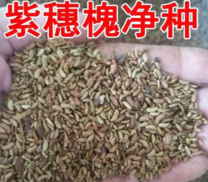 紫穗槐种子园林绿化边坡高速公路护坡固土灌木草籽草种子种籽