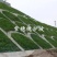 紫穗槐种子园林绿化边坡高速公路护坡固土灌木草籽草种子种籽