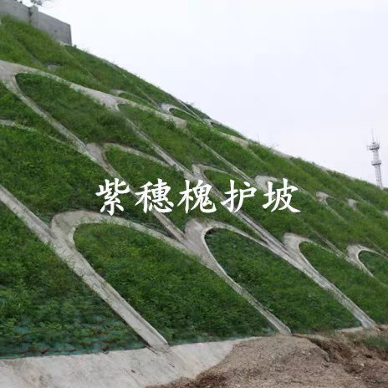 紫穗槐种子园林绿化边坡高速公路护坡固土灌木草籽草种子种籽