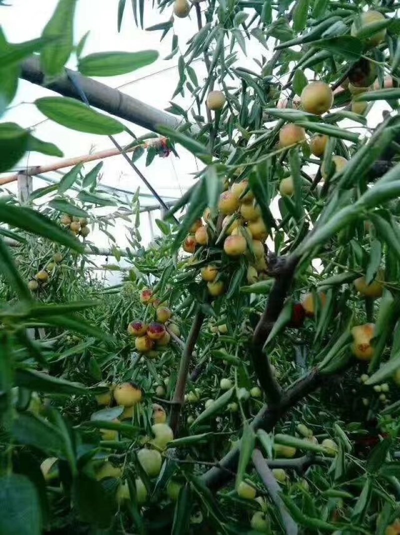 婆枣特级鲜枣，一件代发欢迎合作现在已经上市有需要的老