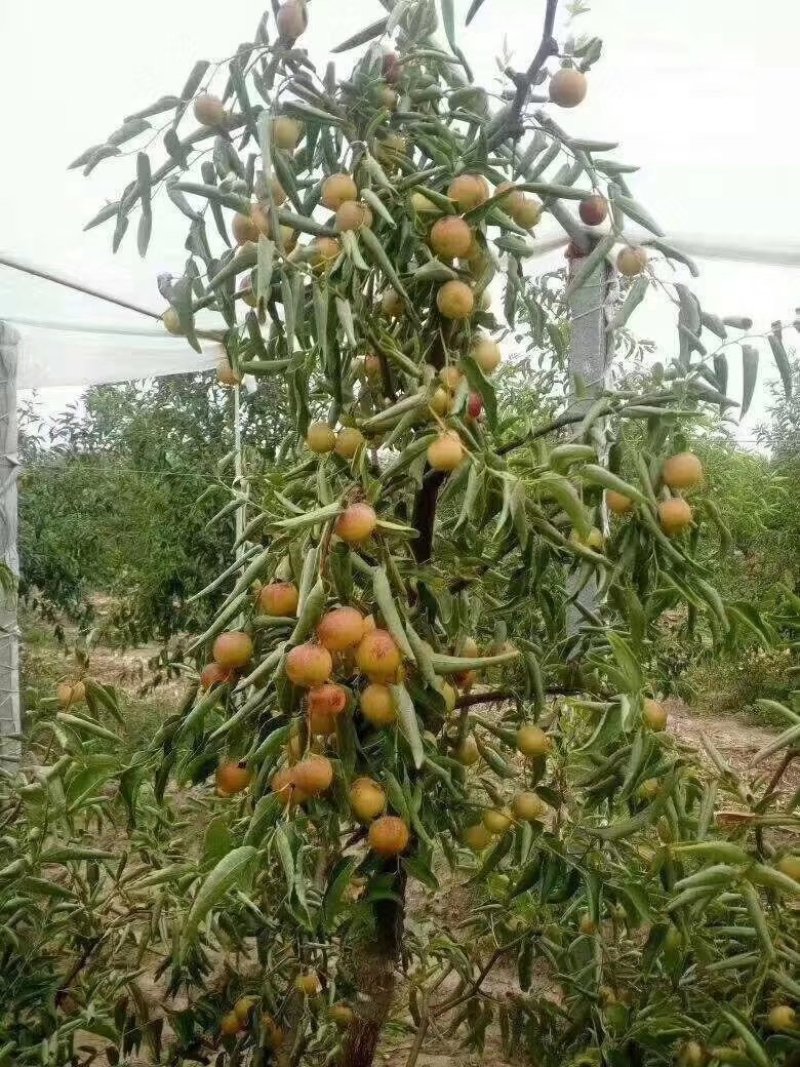 婆枣特级鲜枣，一件代发欢迎合作现在已经上市有需要的老