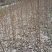 樱花树高分枝1.5米分枝点。……………………