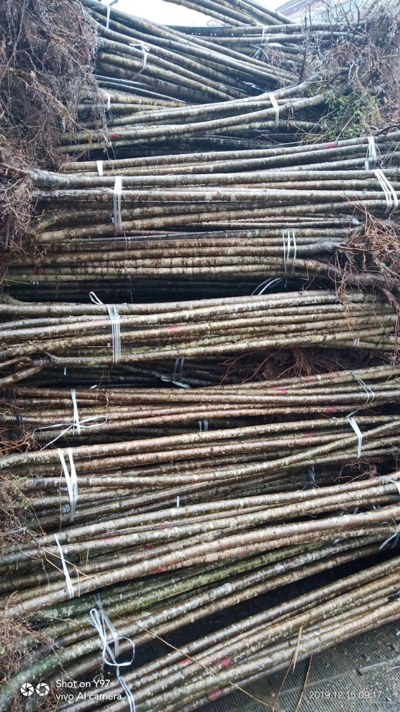 樱花树高分枝1.5米分枝点。……………………