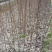 樱花树高分枝1.5米分枝点。……………………