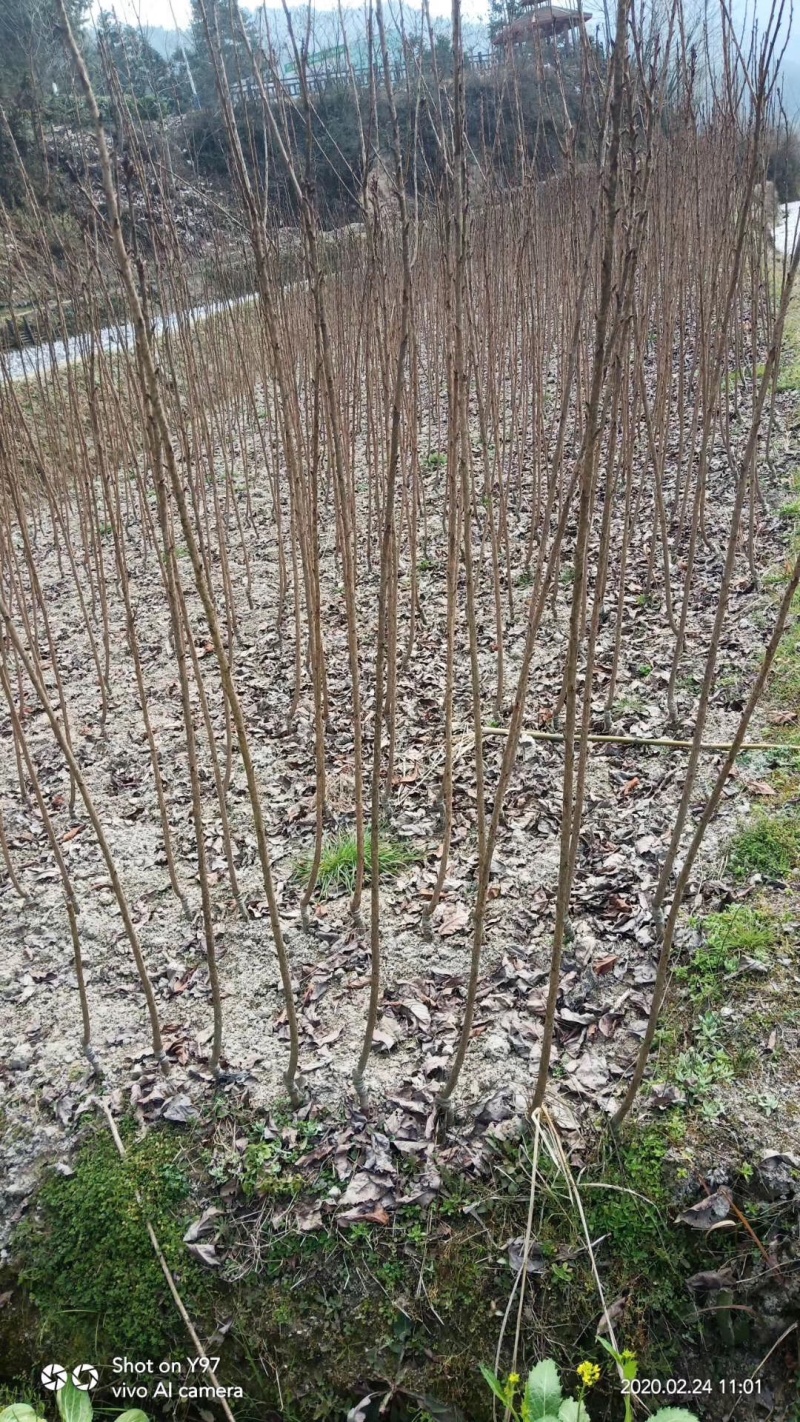 樱花树高分枝1.5米分枝点。……………………