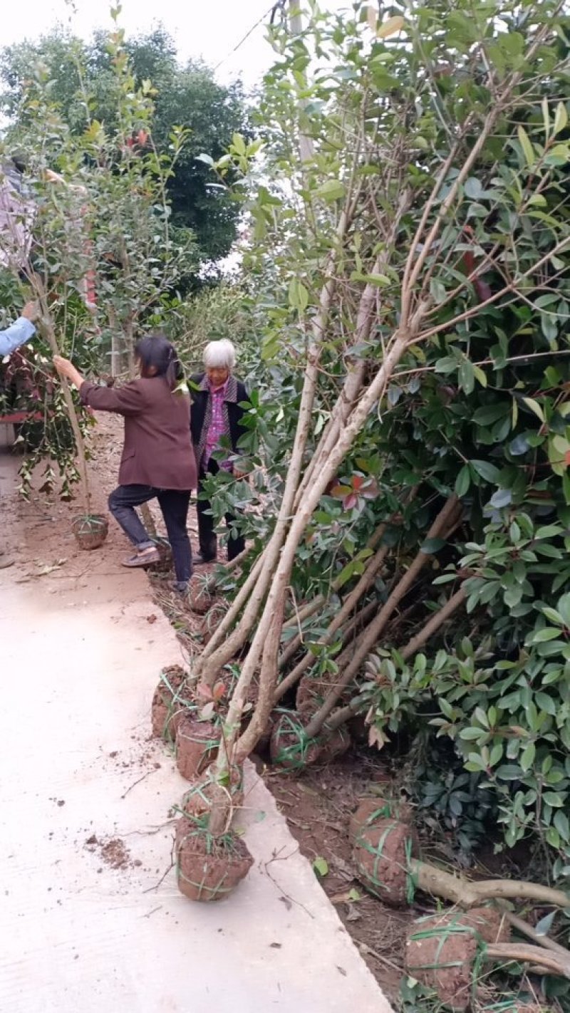 红叶石楠1公分