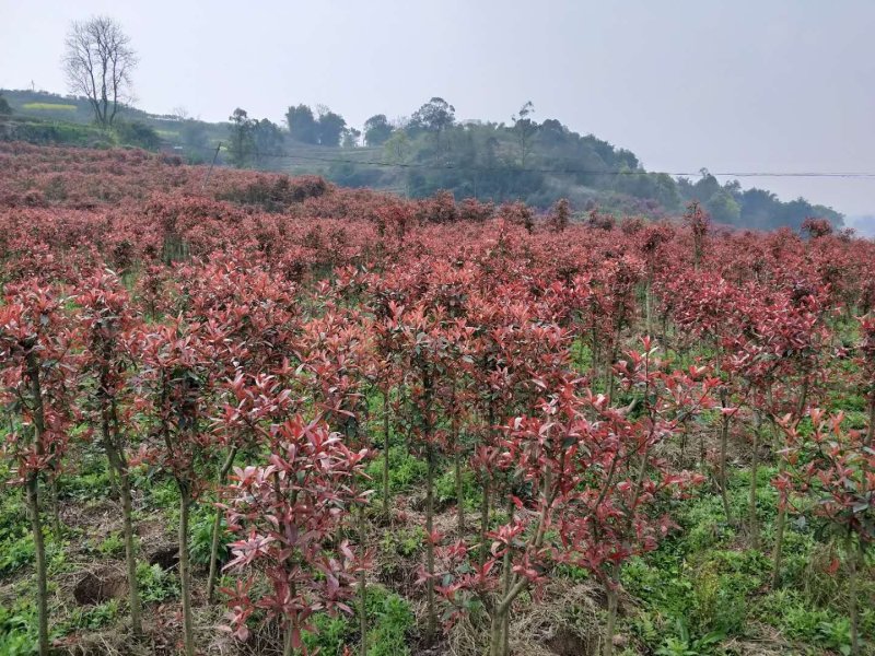 红叶石楠1公分