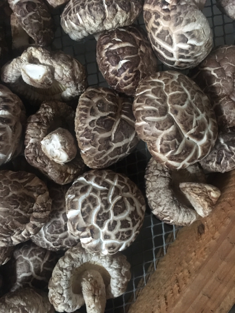 绿色健康精品农家自产干香菇蘑菇