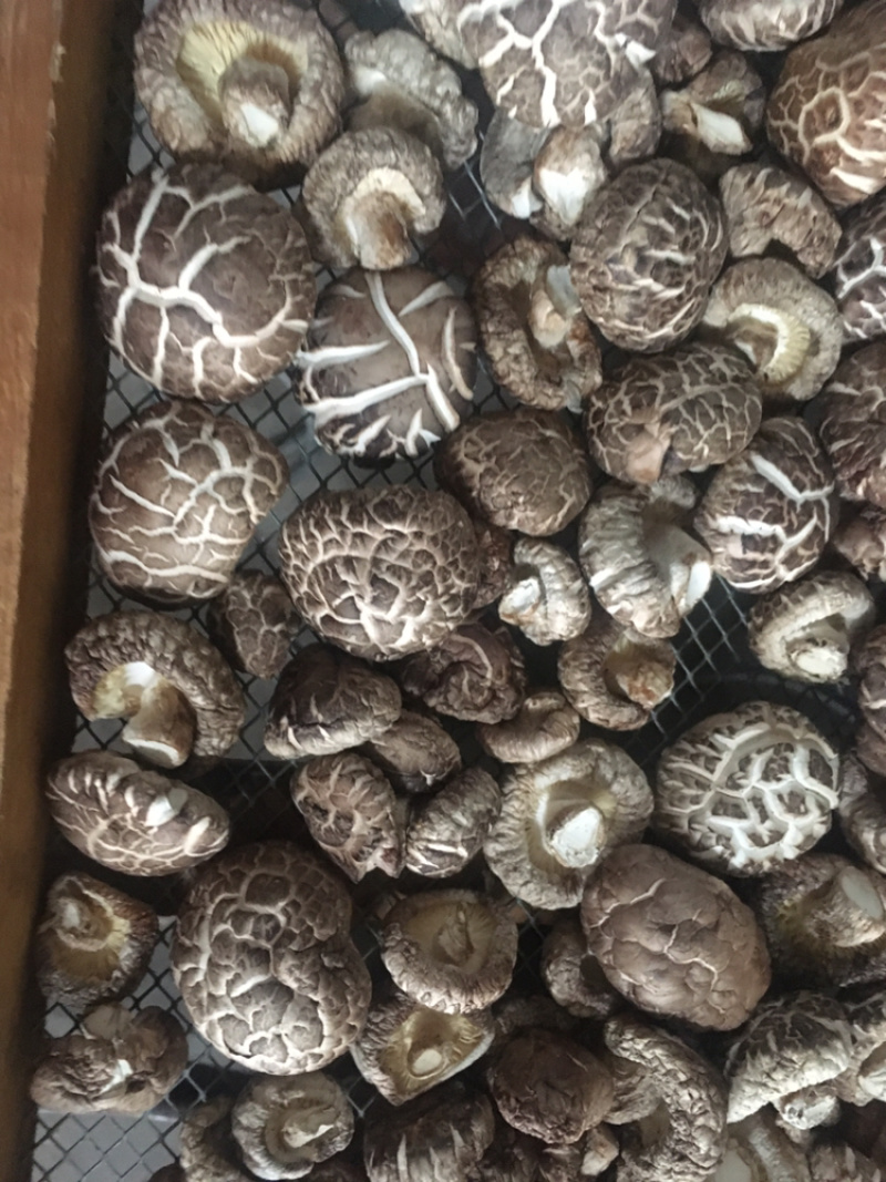 绿色健康精品农家自产干香菇蘑菇
