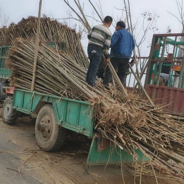 泡桐大量出售