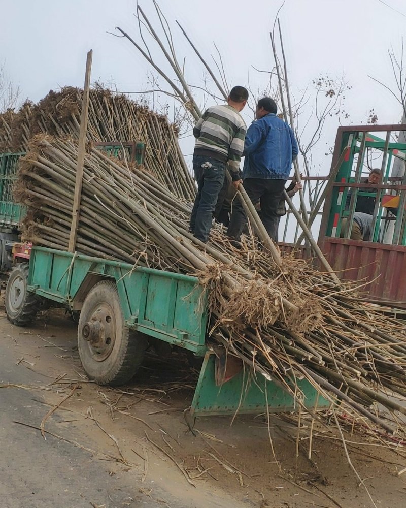 泡桐大量出售