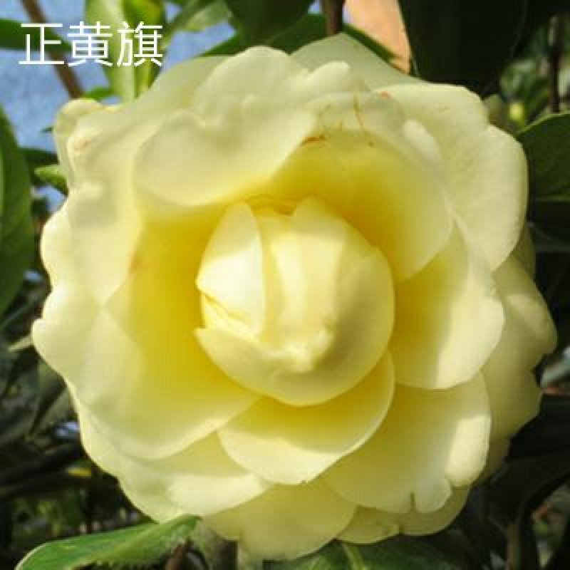 【3年】精品茶花苗山茶花盆栽树苗原生茶花树苗观赏茶花盆栽