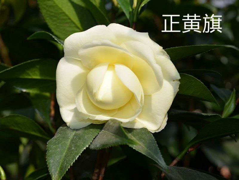【3年】精品茶花苗山茶花盆栽树苗原生茶花树苗观赏茶花盆栽