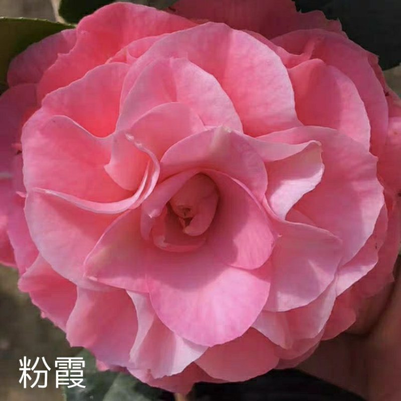 【3年】精品茶花苗山茶花盆栽树苗原生茶花树苗观赏茶花盆栽