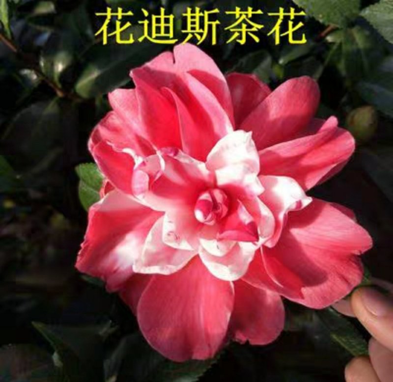 【3年】精品茶花苗山茶花盆栽树苗原生茶花树苗观赏茶花盆栽