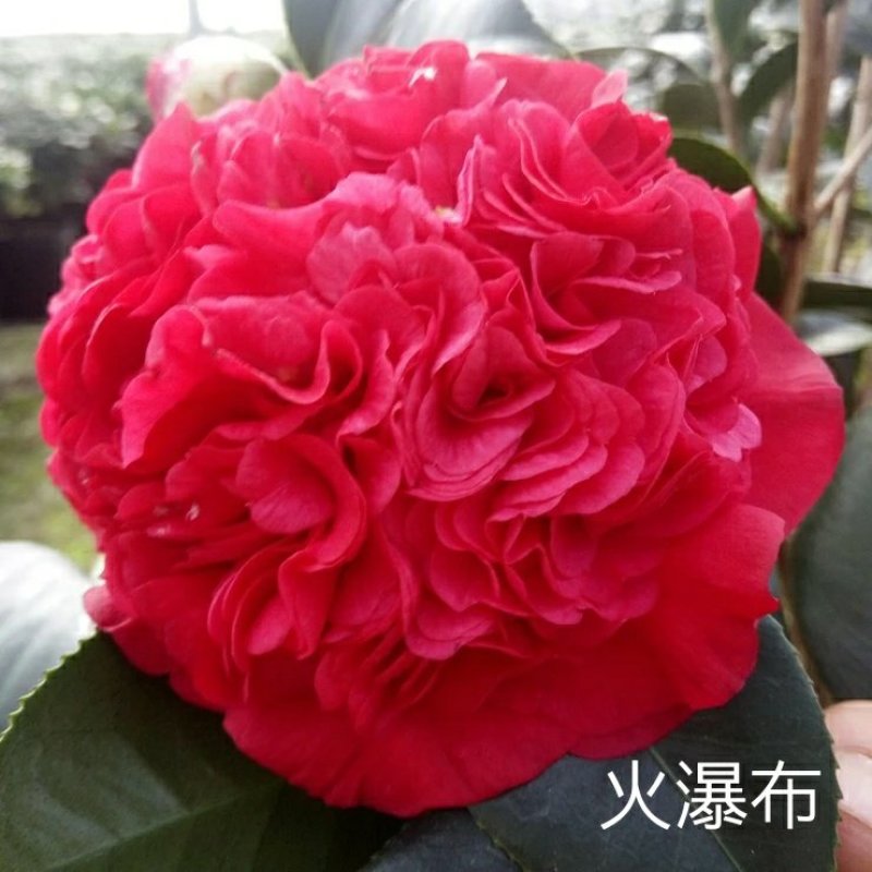 【3年】精品茶花苗山茶花盆栽树苗原生茶花树苗观赏茶花盆栽