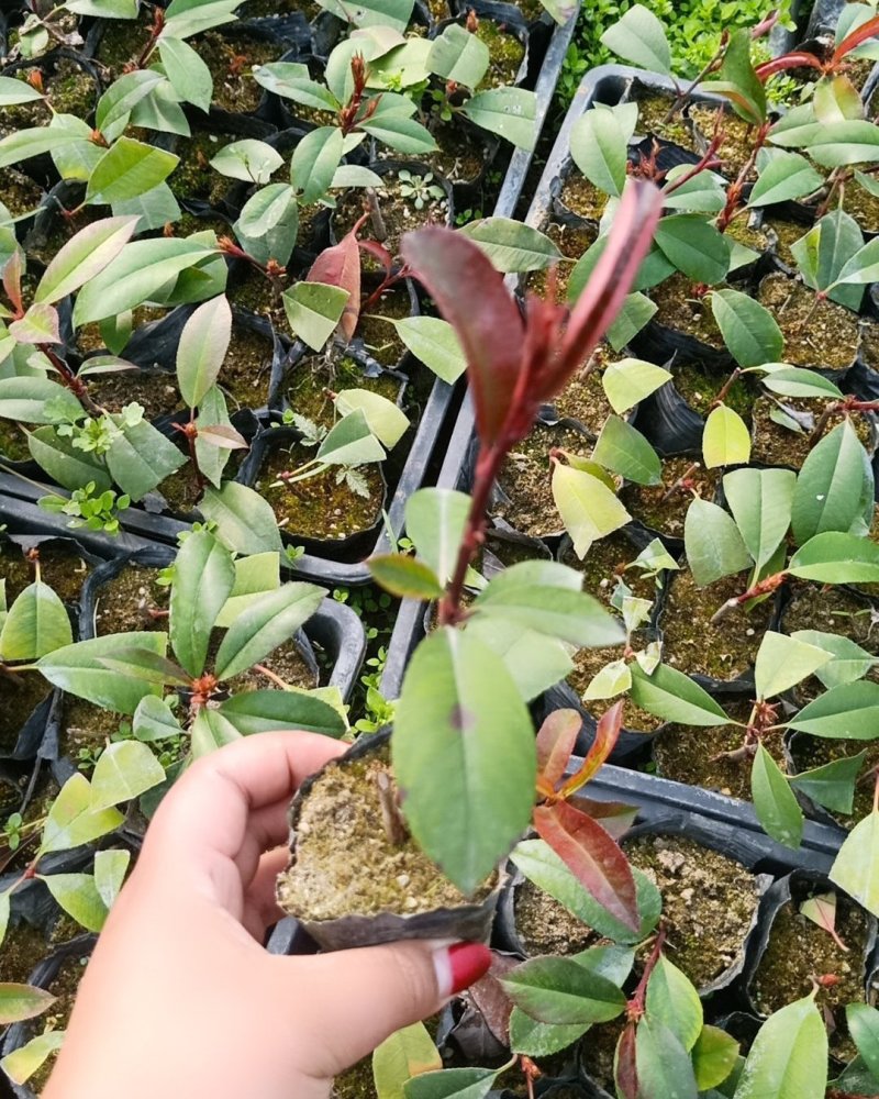 红叶石楠苗红叶石楠杯苗石楠球