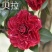 【3年】精品茶花苗山茶花盆栽树苗原生茶花树苗观赏茶花盆栽