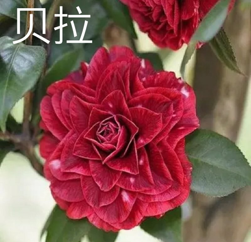 【3年】精品茶花苗山茶花盆栽树苗原生茶花树苗观赏茶花盆栽