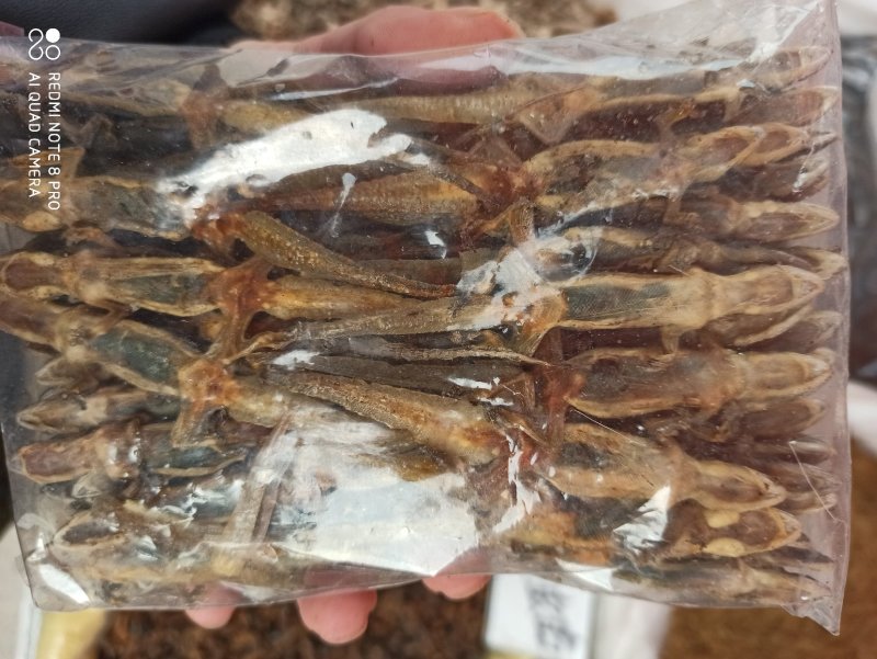 壁虎正品保证可打粉各种规格各种中药批发