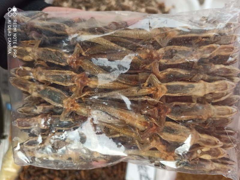壁虎正品保证可打粉各种规格各种中药批发