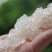 精选特级缅甸雪燕最好最高品质全拉丝雪燕干净无杂质