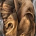牛大肚牛肚黄大肚