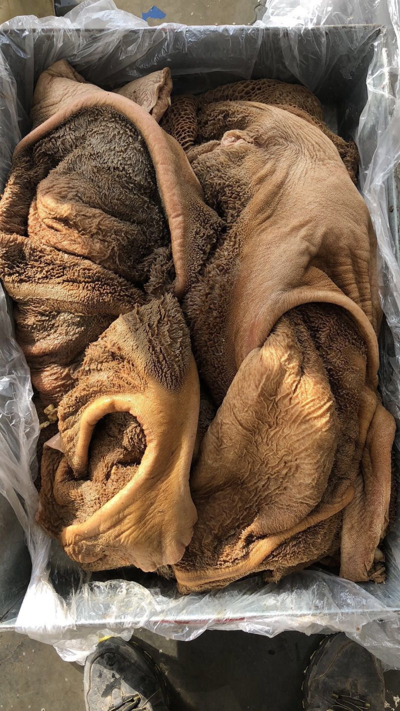 牛大肚牛肚黄大肚