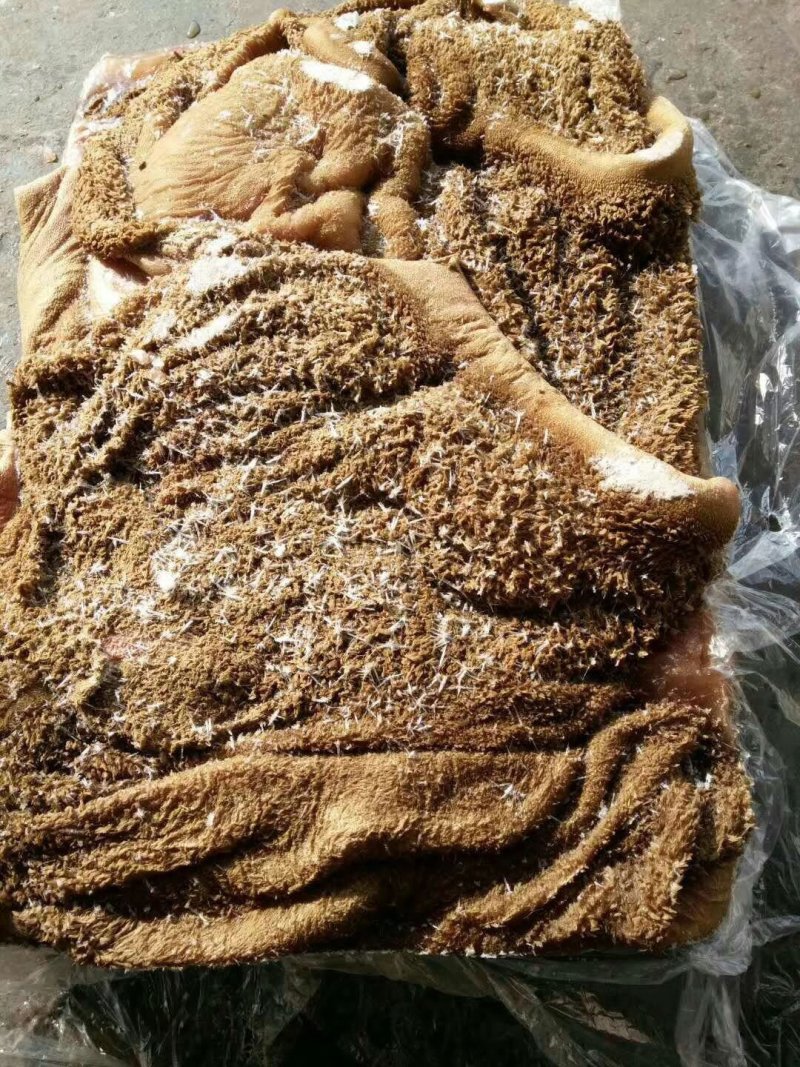 牛大肚牛肚黄大肚