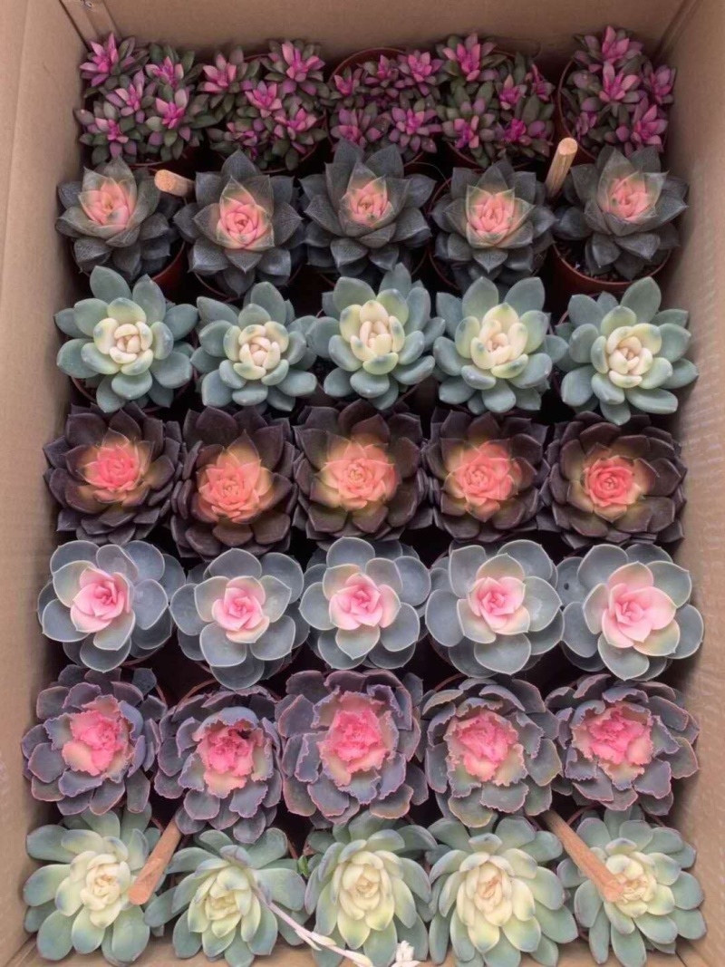 各种款式多肉
