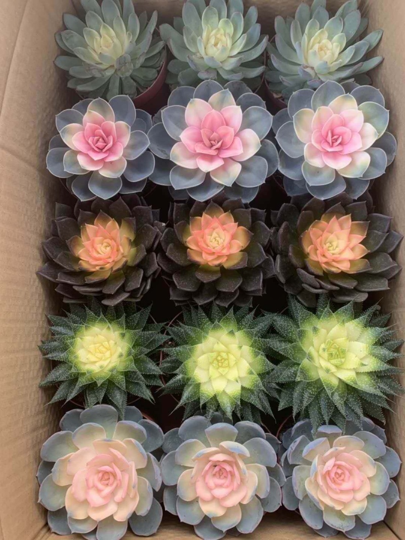 各种款式多肉