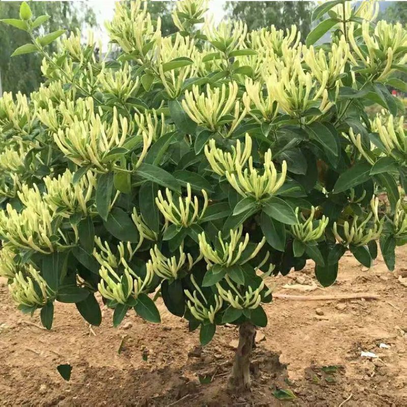 四季金银花十五天不开花苗圃直销现挖现卖