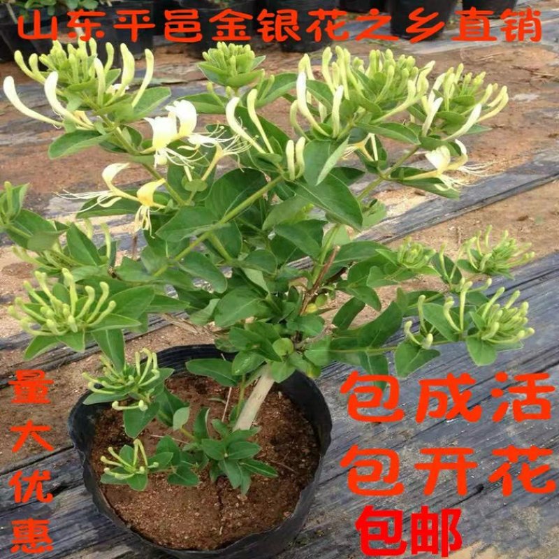 四季金银花十五天不开花苗圃直销现挖现卖