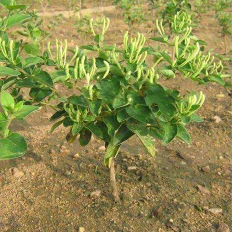 四季金银花十五天不开花苗圃直销现挖现卖