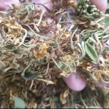 金银花批发，跑量农户生晒无硫磺