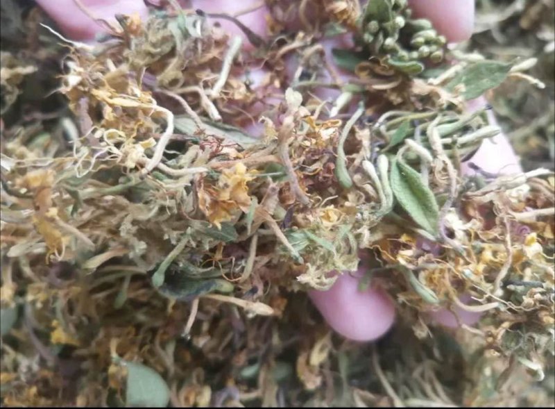 金银花批发，跑量农户生晒无硫磺