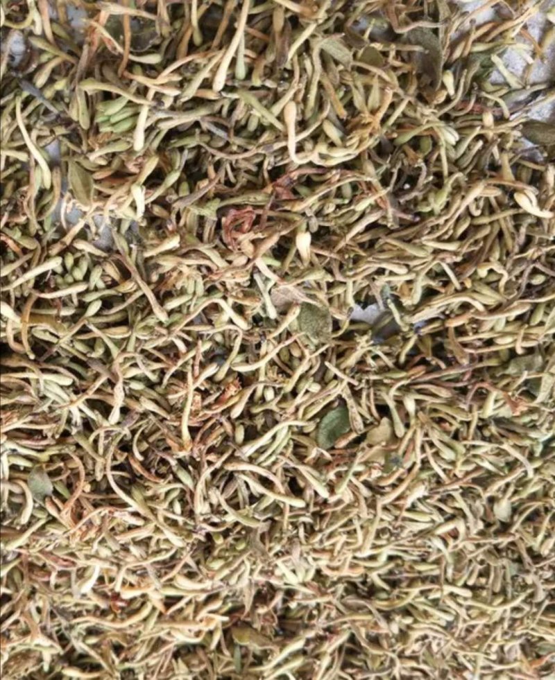 金银花批发，跑量农户生晒无硫磺